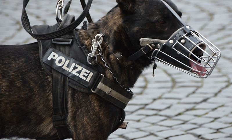 A security police dog sniffing