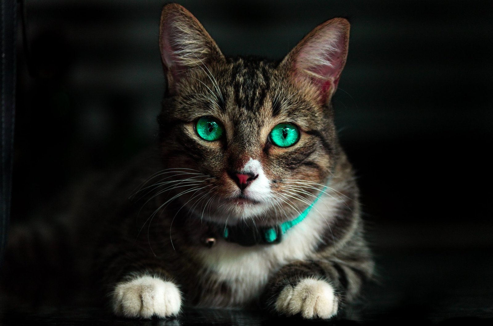 The Polish Academy of Sciences has categorized domestic cats as an "invasive alien species."