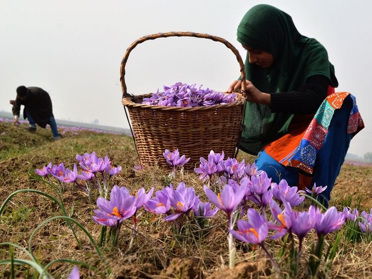 Red gold of Kashmir, the prized Himalayan saffron being harveted during autumn in the valley Image Credit: Qazi Irshad