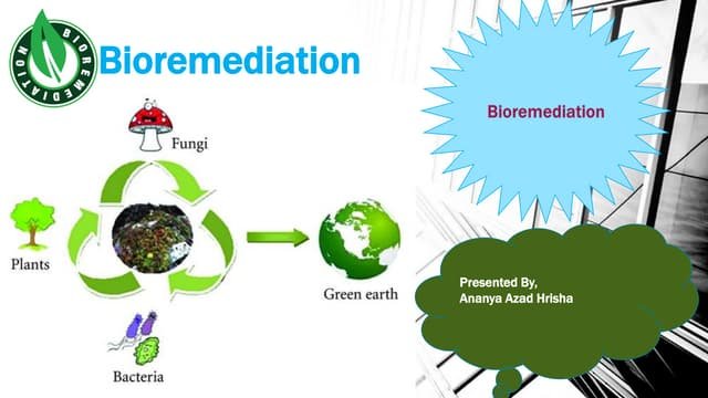 What Is Bioremediation, and How Does It Work (With Examples)?