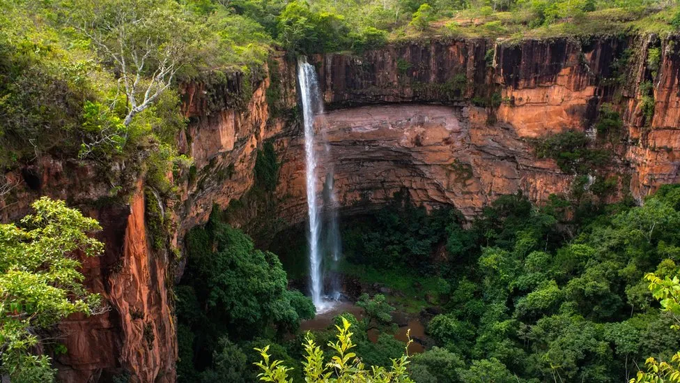 Beef Trade Concerns: Campaigners Highlight Dangers to Brazil's Cerrado Ecosystem