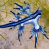 Rare 'Blue Dragons' Cause Disruption for Spring Breakers' Beach