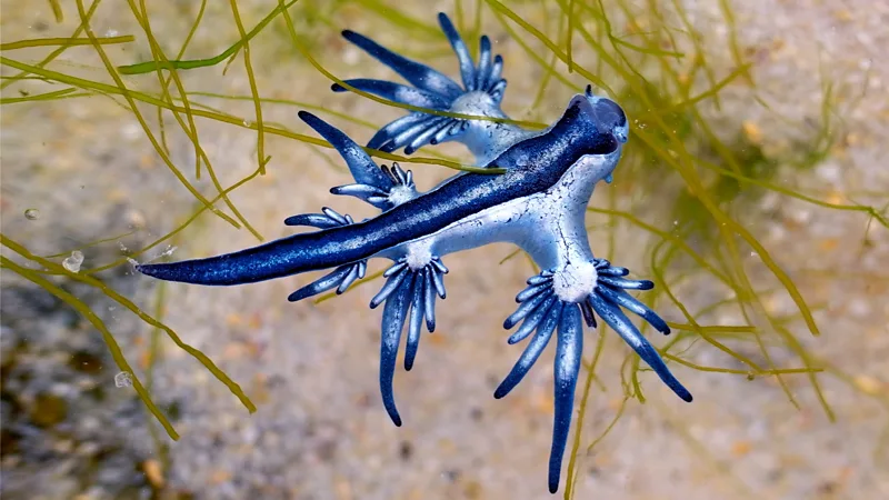 Rare 'Blue Dragons' Cause Disruption for Spring Breakers' Beach