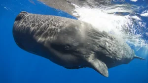 Deep Echoes: Scientists' Fascinating Dive into Whale Speech